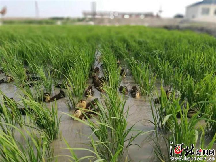 华中集团推出“华中百岁米”正式进军现代农业产业（组图）