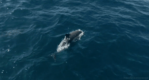 大批中华白海豚“亮相”港珠澳大桥、淇澳岛海面