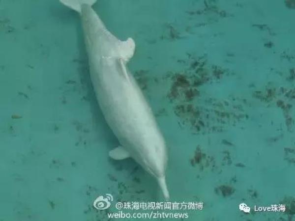 大批中华白海豚“亮相”港珠澳大桥、淇澳岛海面