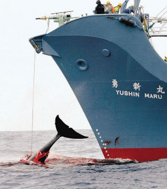 日本拟退出国际捕鲸委员会重启捕鲸 日媒：要努力消除“退群”的负面影响