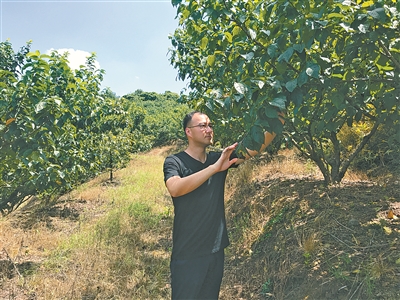 任刚：电商营销打造“乐活”果园