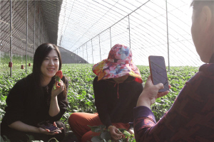 　　给大棚草莓录抖音。