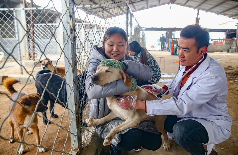 90后女孩为流浪动物搭建爱的
