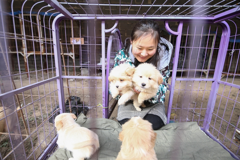 90后女孩为流浪动物搭建爱的