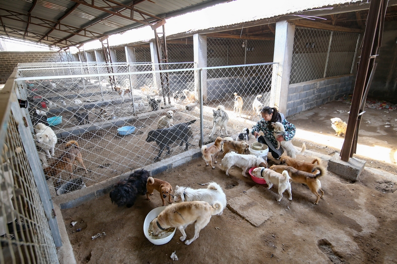 90后女孩为流浪动物搭建爱的