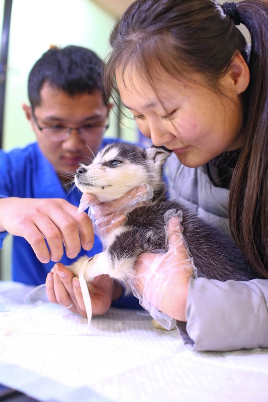 90后女孩为流浪动物搭建爱的
