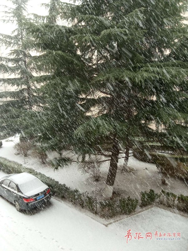 青岛今天又下雪啦！最新一波雪景出炉