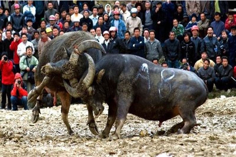 全面五折！贵州冬季营销在蓉拉开大幕