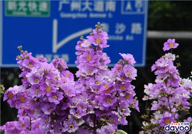 广州城区道路两旁大叶紫薇盛情绽放