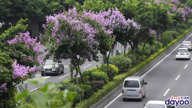 广州城区道路两旁大叶紫薇盛情绽放
