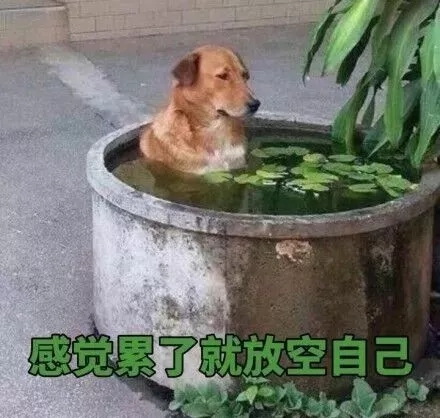 励志文案：母鸡就要多学习，不然会变老母鸡！