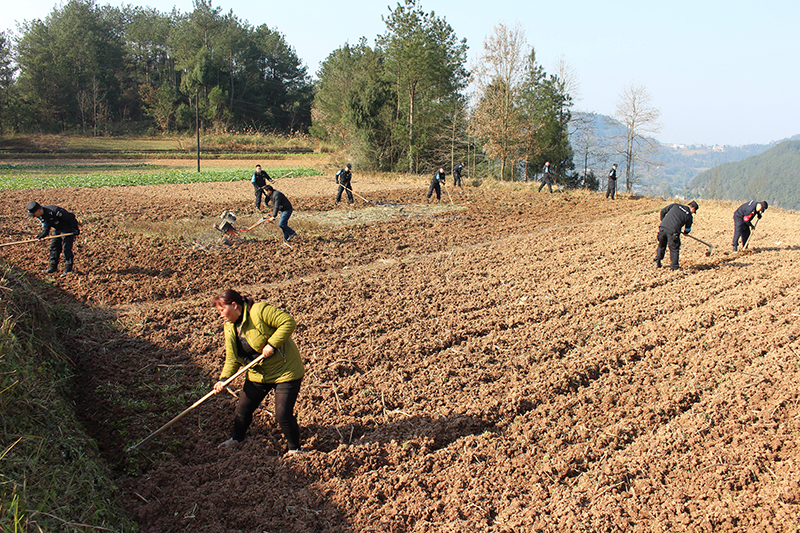 【脱贫攻坚在行动】南江百余民警放下“钢枪”拿锄头 下到田间地头开展主题党日活动（图）