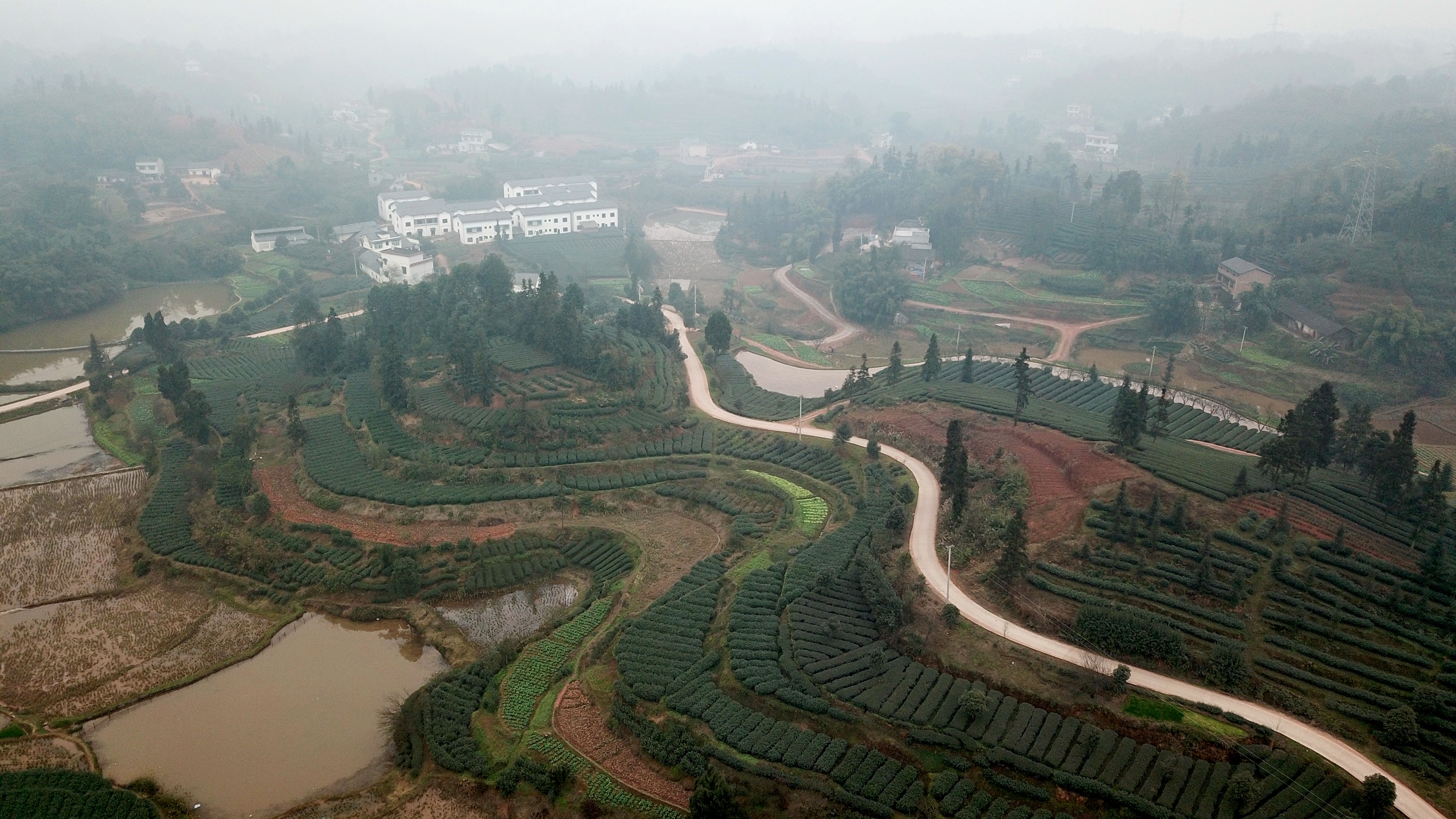 全球同纬度最早新茶上市 泸州纳溪新茶采摘忙