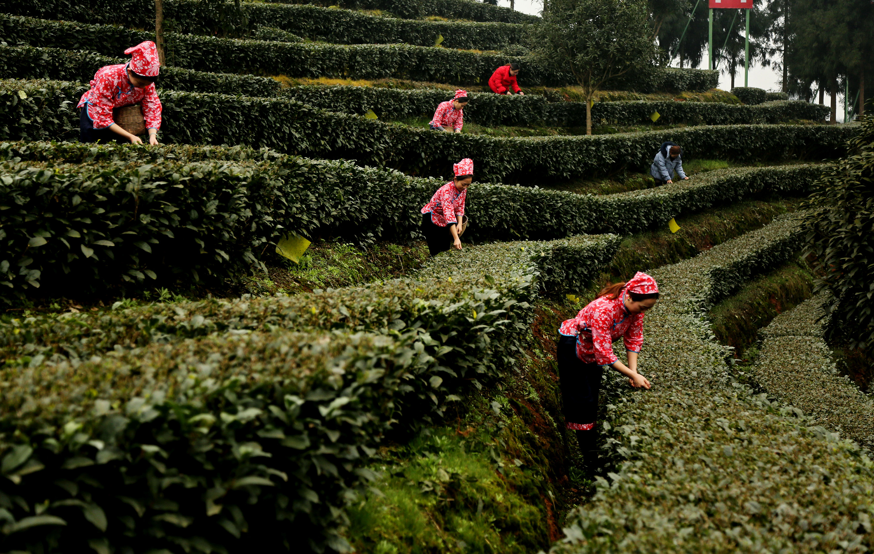 全球同纬度最早新茶上市 泸州纳溪新茶采摘忙