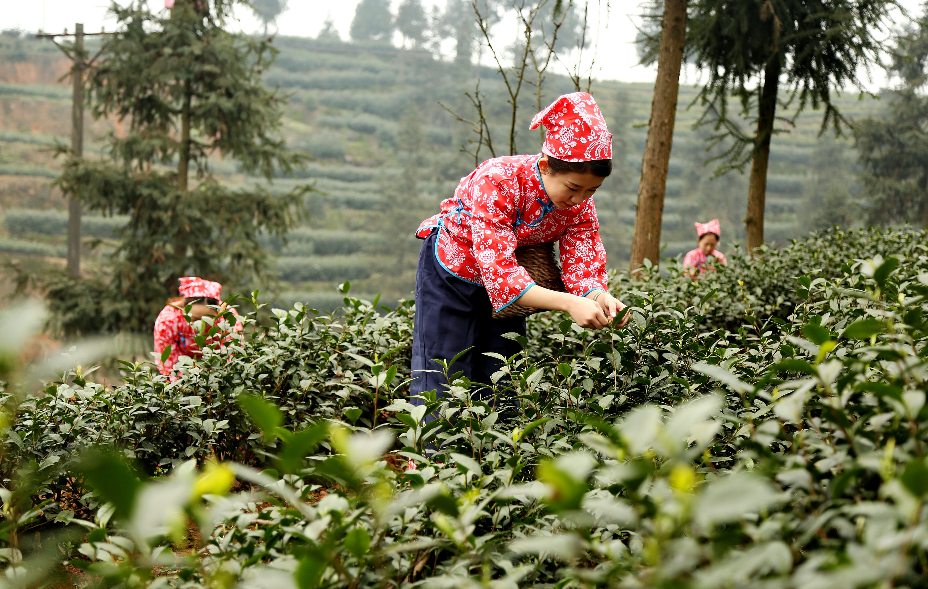 全球同纬度最早新茶上市 泸州纳溪新茶采摘忙