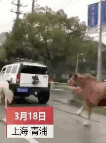 吊带美女深夜上海闹市骑马 抖音疑似骑马女已扒出