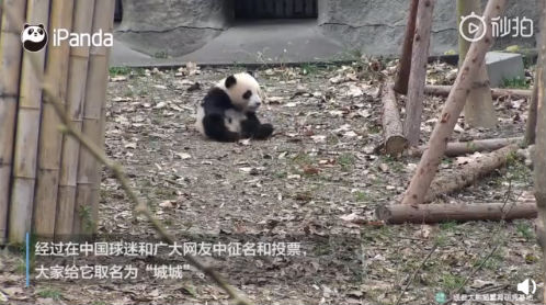 【18点见】河北张家口致24死爆燃事故调查报告发布:化工公司瞒报