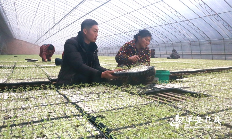 【新春走基层】蚌埠:产业扶贫促增收 村民走上致富路