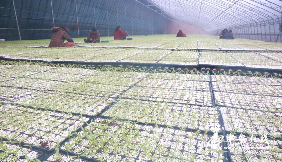 【新春走基层】蚌埠:产业扶贫促增收 村民走上致富路