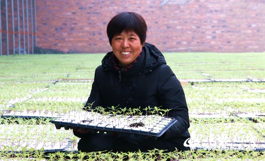 【新春走基层】蚌埠:产业扶贫促增收 村民走上致富路