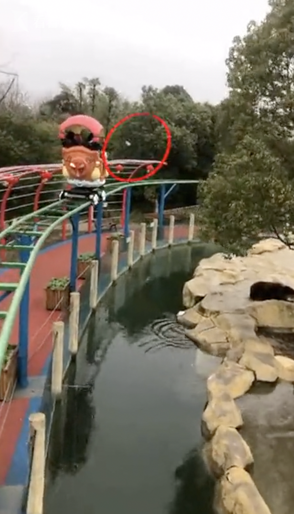 最贵投喂!游客误将iPhone当苹果投喂棕熊,熊没吃