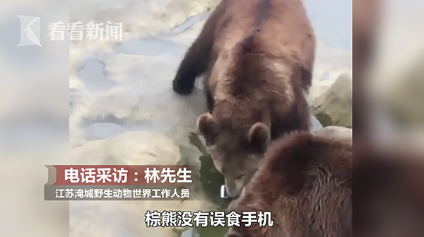 最贵投喂!游客误将iPhone当苹果投喂棕熊,熊没吃