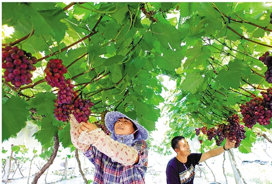 农民收入增幅连续10年居全省首位 解析丽水农民增收密码