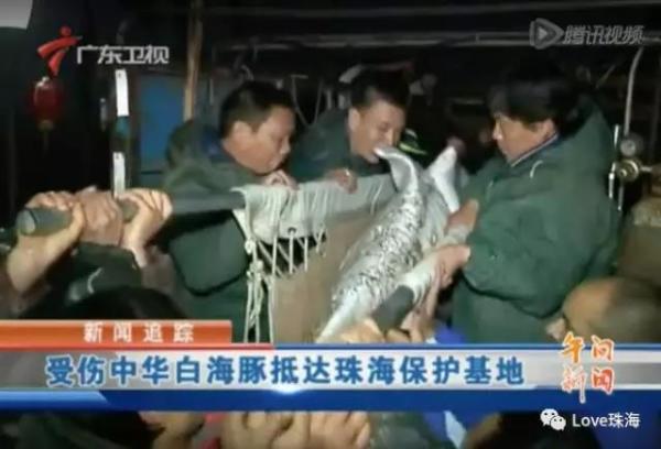 大批中华白海豚“亮相”港珠澳大桥、淇澳岛海面