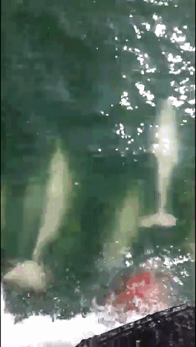 大批中华白海豚“亮相”港珠澳大桥、淇澳岛海面