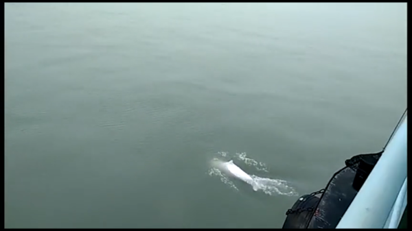 大批中华白海豚“亮相”港珠澳大桥、淇澳岛海面