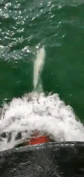 大批中华白海豚“亮相”港珠澳大桥、淇澳岛海面