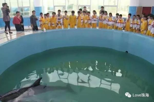 大批中华白海豚“亮相”港珠澳大桥、淇澳岛海面