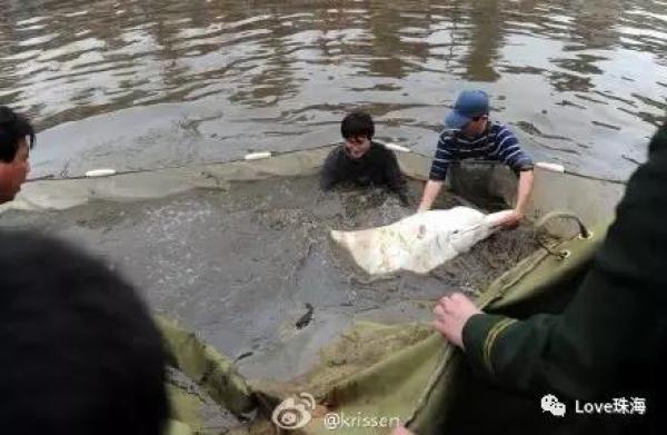 大批中华白海豚“亮相”港珠澳大桥、淇澳岛海面