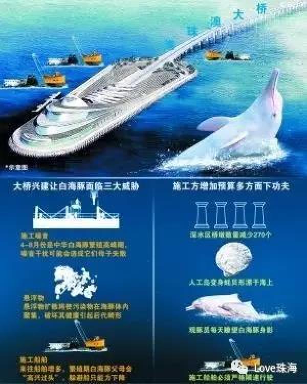 大批中华白海豚“亮相”港珠澳大桥、淇澳岛海面