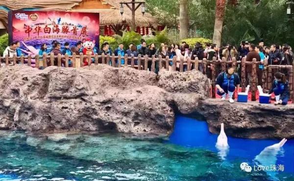 大批中华白海豚“亮相”港珠澳大桥、淇澳岛海面