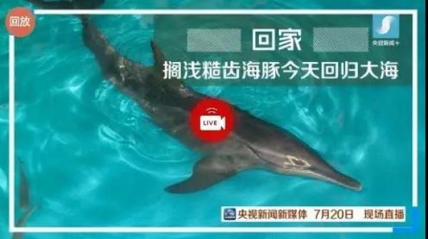 大批中华白海豚“亮相”港珠澳大桥、淇澳岛海面