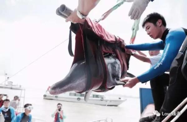 大批中华白海豚“亮相”港珠澳大桥、淇澳岛海面