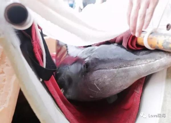 大批中华白海豚“亮相”港珠澳大桥、淇澳岛海面